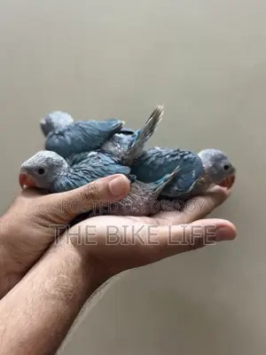 Blue Ringneck Baby