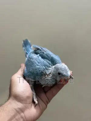 Blue Ringneck Baby