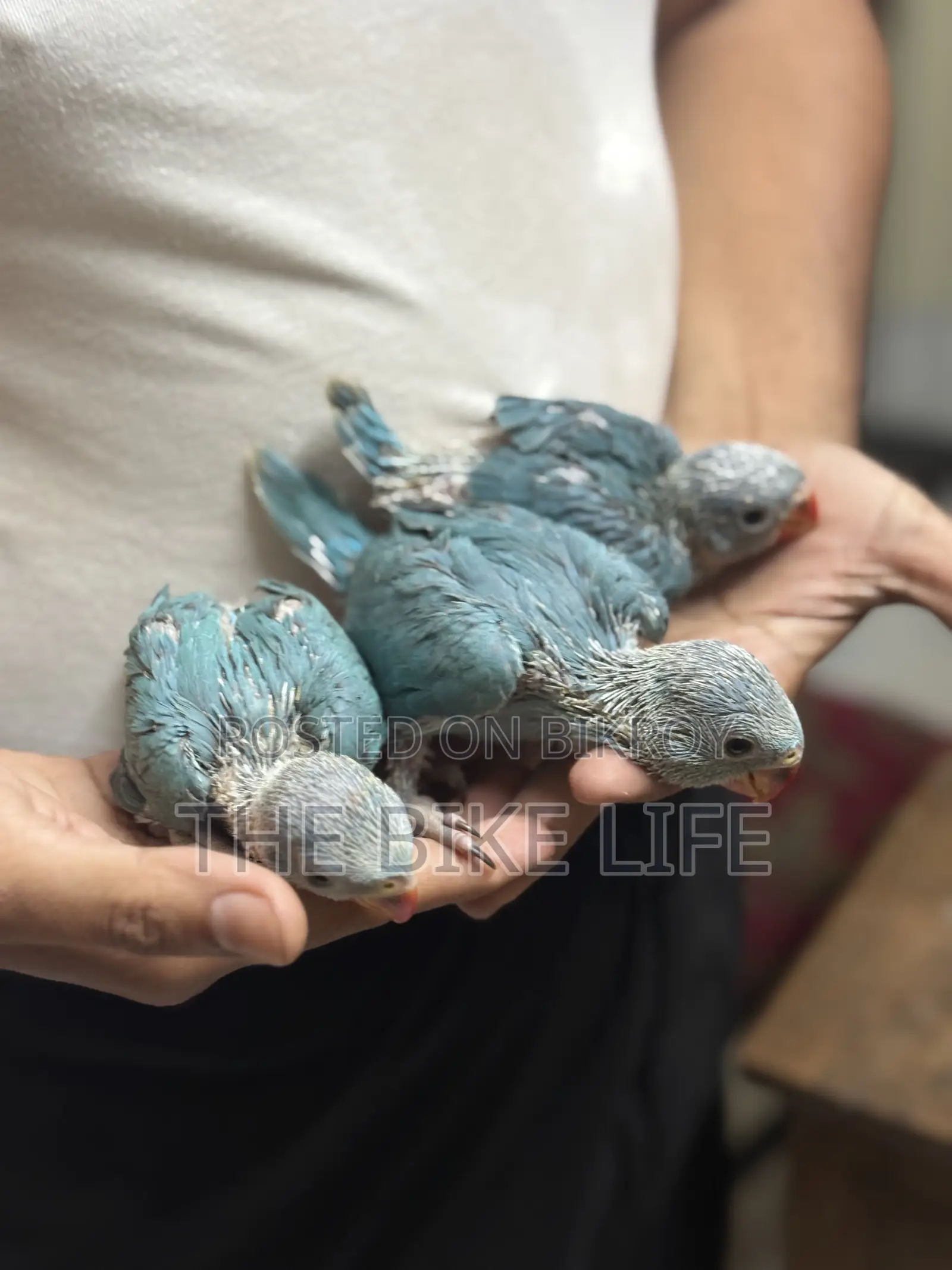 Blue Ringneck Baby