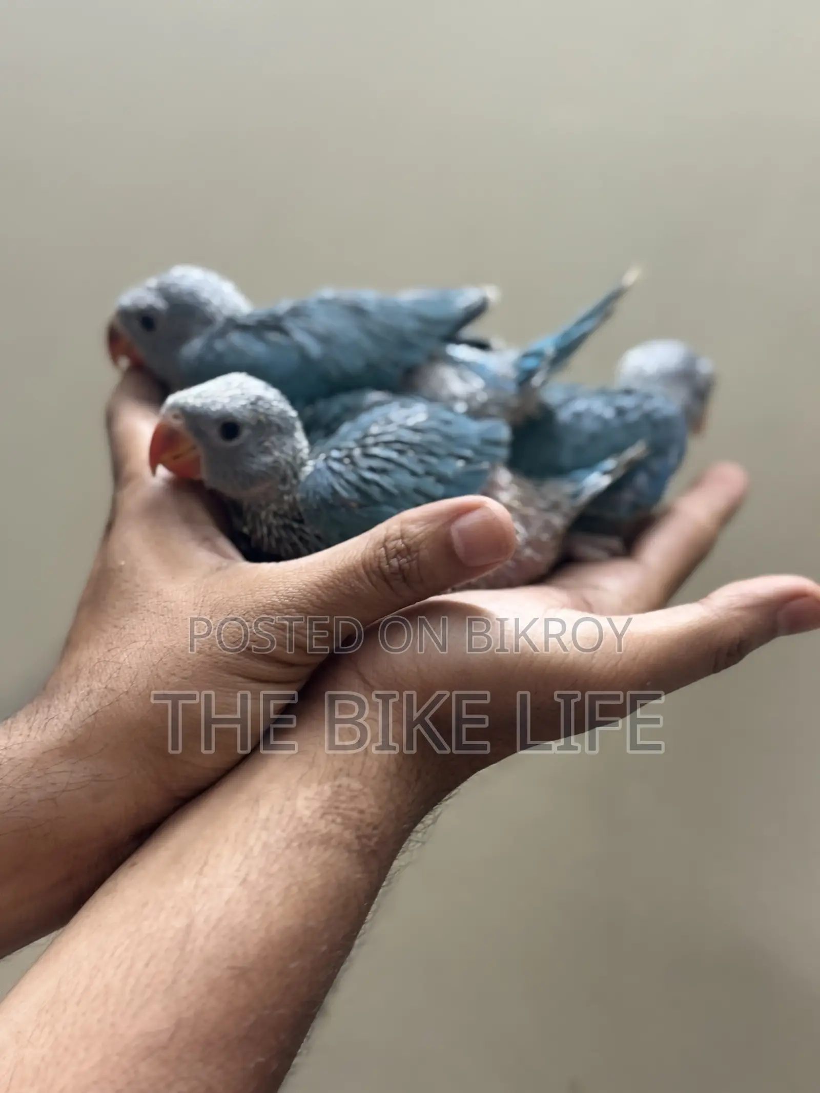 Blue Ringneck Baby