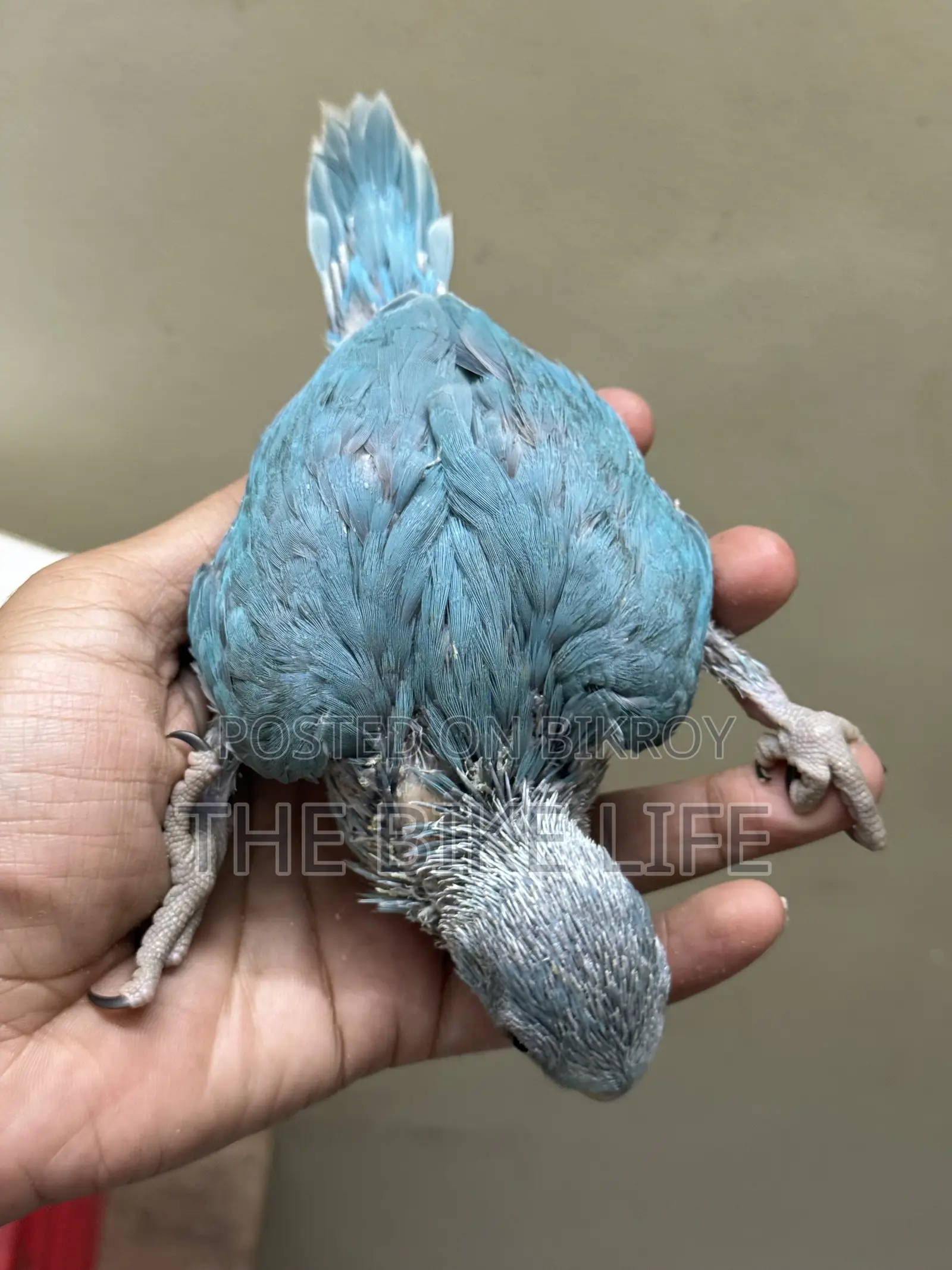 Blue Ringneck Baby