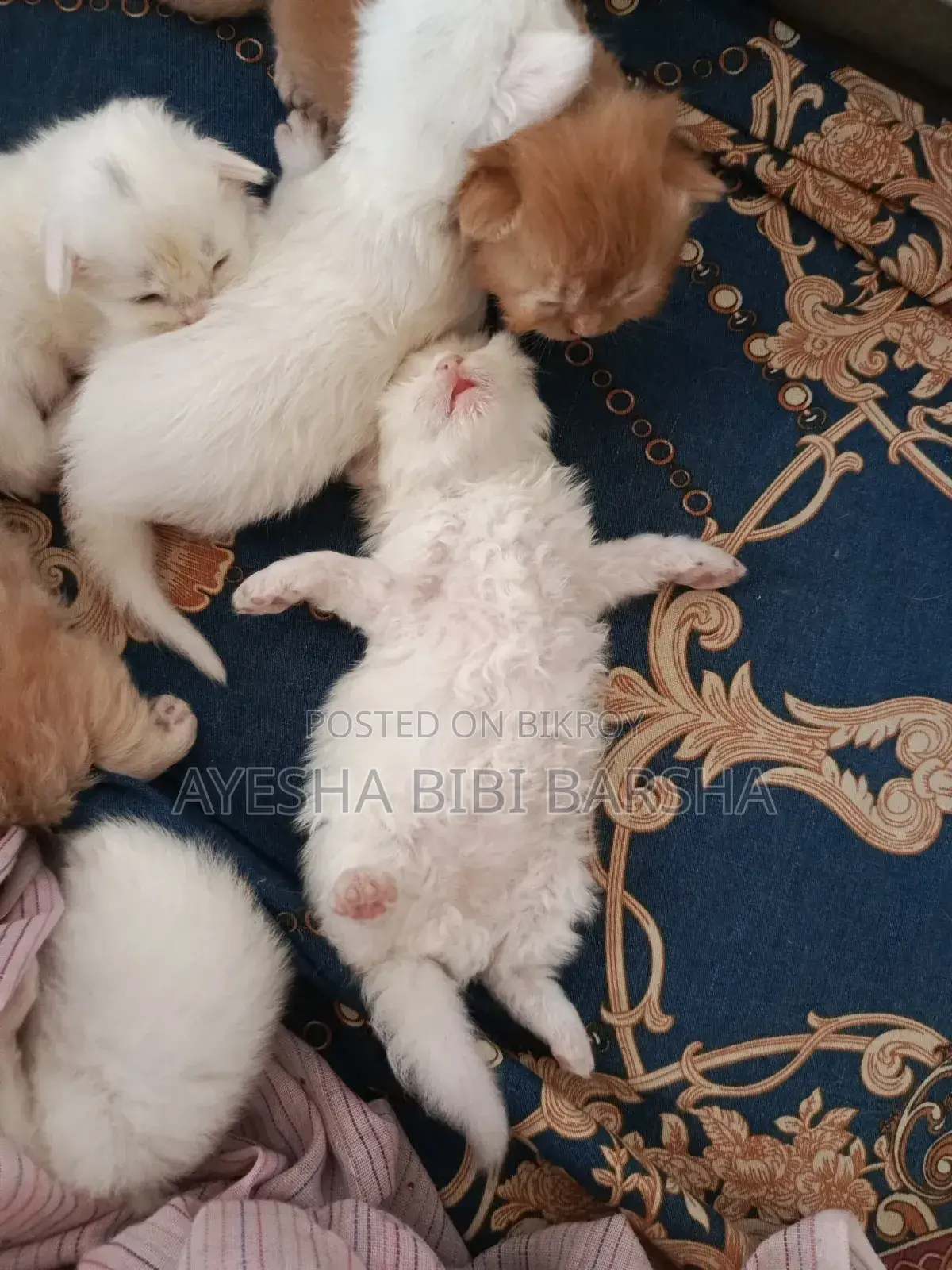১-৩ মাসের খাঁটি জাতের পার্সিয়ান নারী বিড়াল