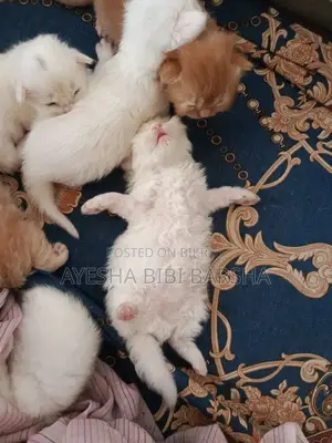 ১-৩ মাসের খাঁটি জাতের পার্সিয়ান নারী বিড়াল