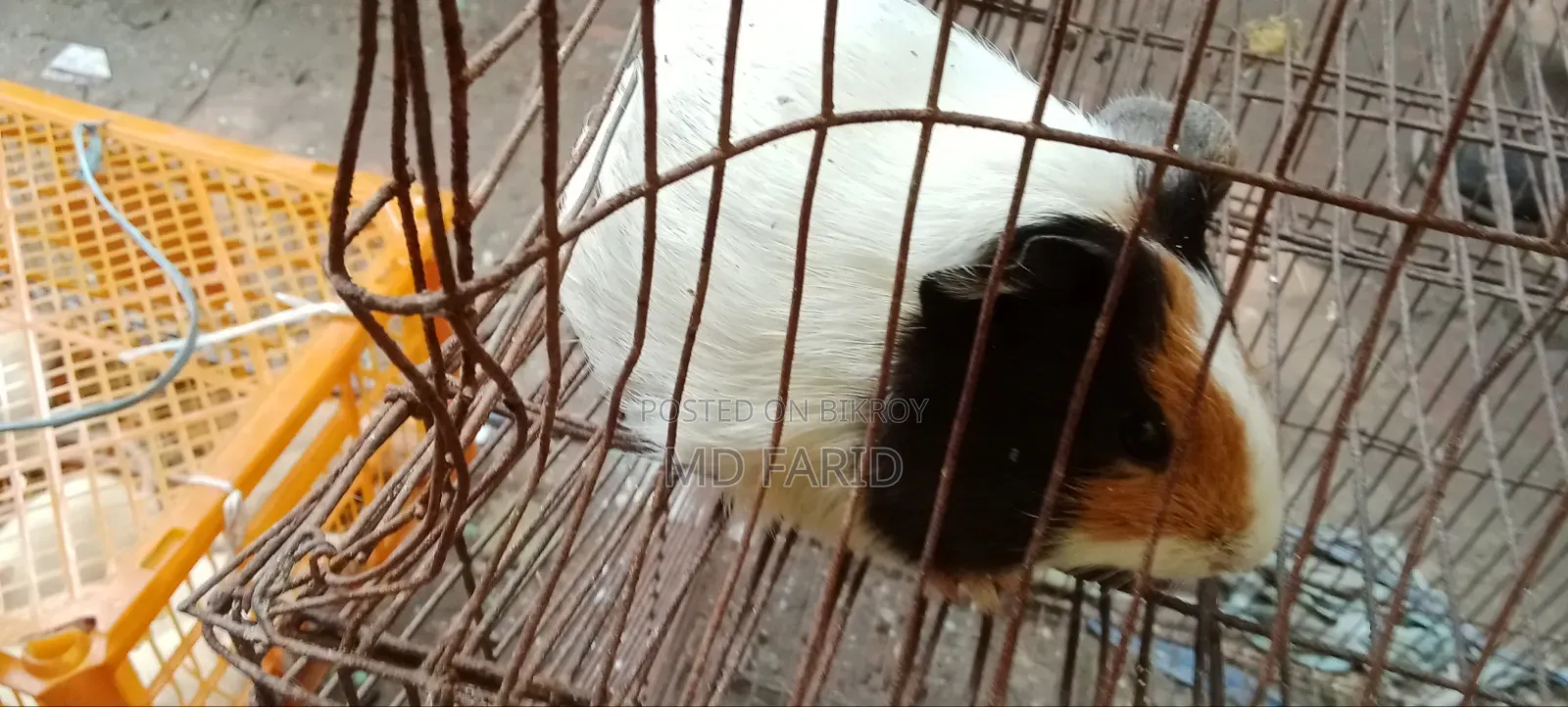 গিনিপিগ বিক্রি হবে