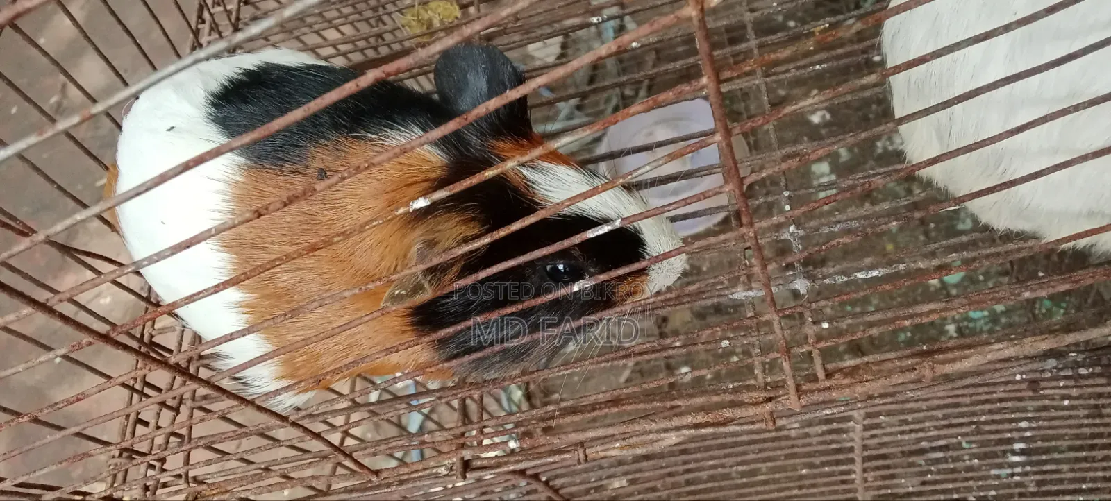 গিনিপিগ বিক্রি হবে