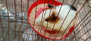 গিনিপিগ বিক্রি হবে
