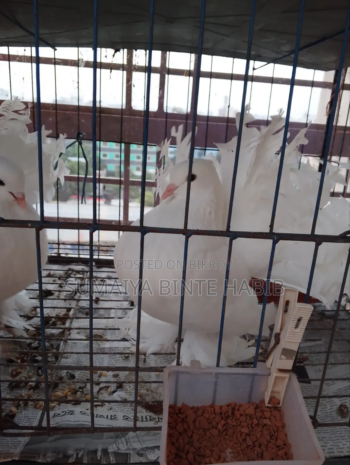 Selling 1 Large Male Pigeon.