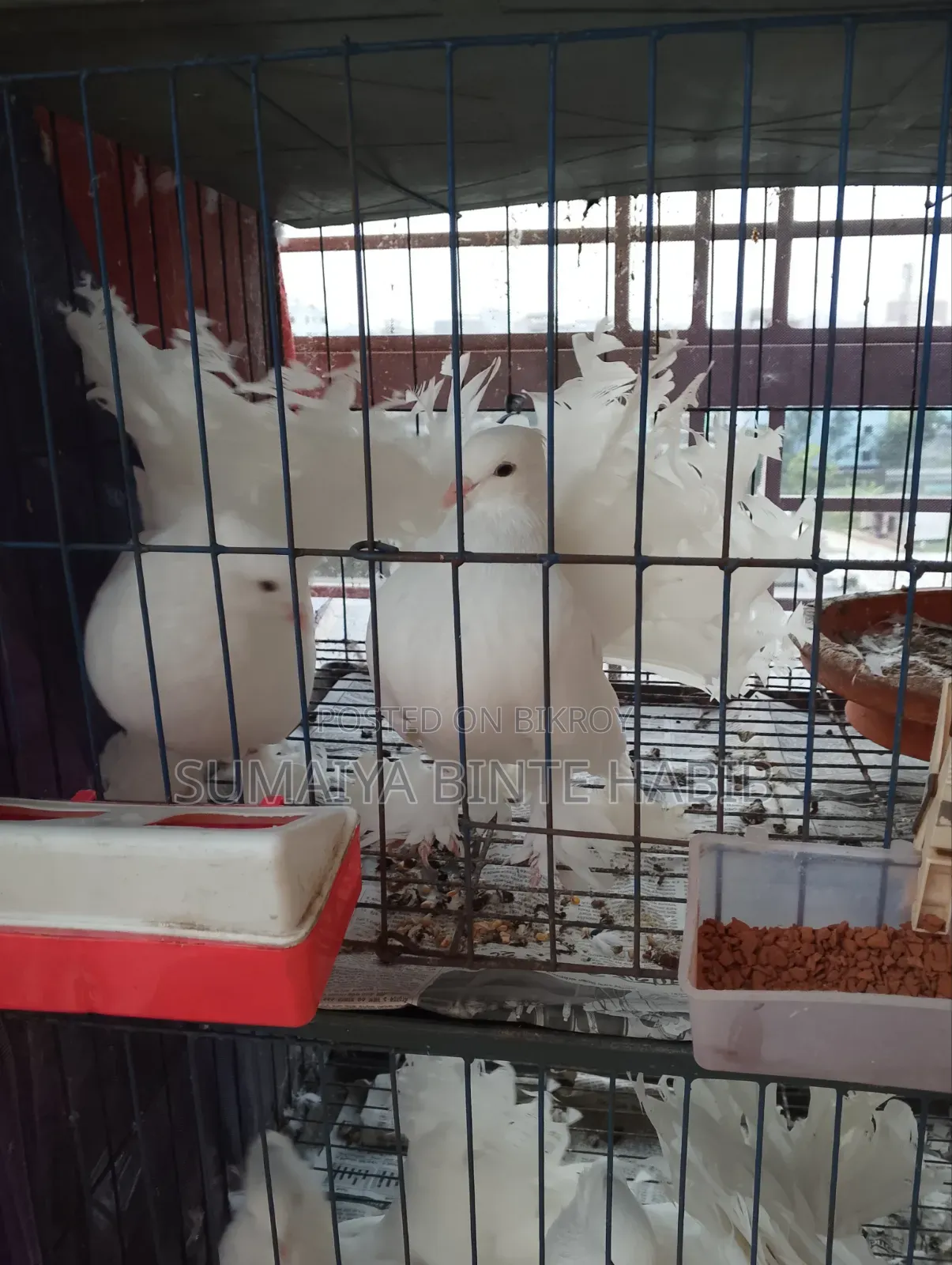 Selling 1 Large Male Pigeon.