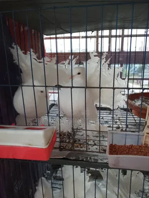 Selling 1 Large Male Pigeon.