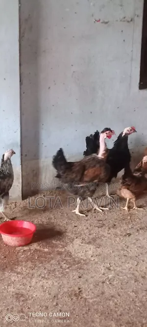রানিং ডিম পাড়া মুরগি বিক্রি হবে