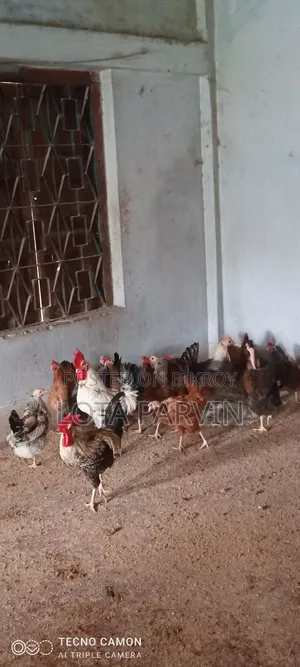 রানিং ডিম পাড়া মুরগি বিক্রি হবে