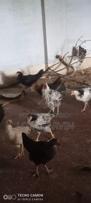 রানিং ডিম পাড়া মুরগি বিক্রি হবে