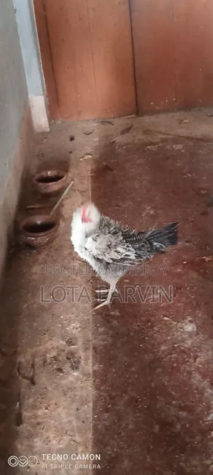রানিং ডিম পাড়া মুরগি বিক্রি হবে