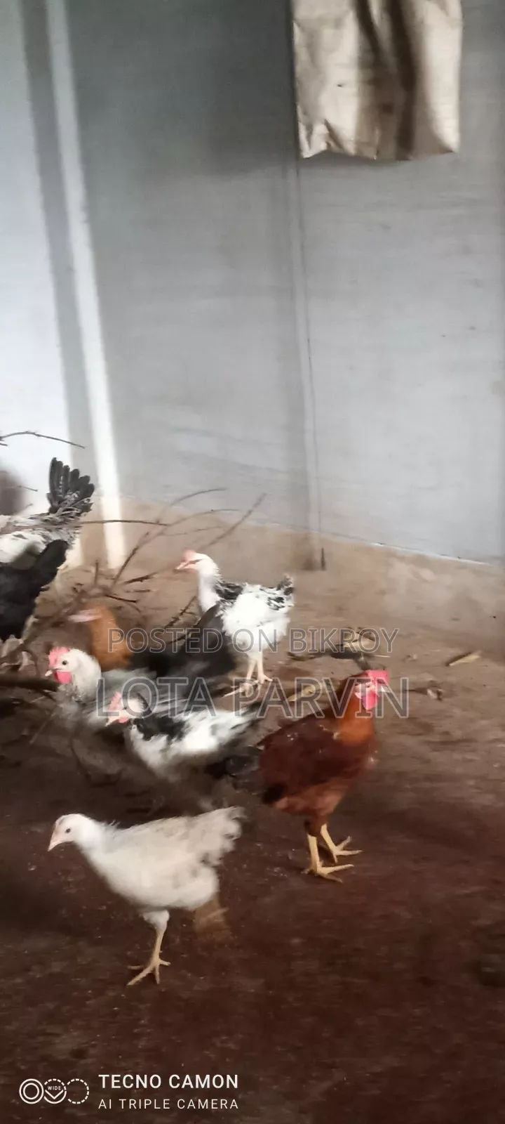 রানিং ডিম পাড়া মুরগি বিক্রি হবে