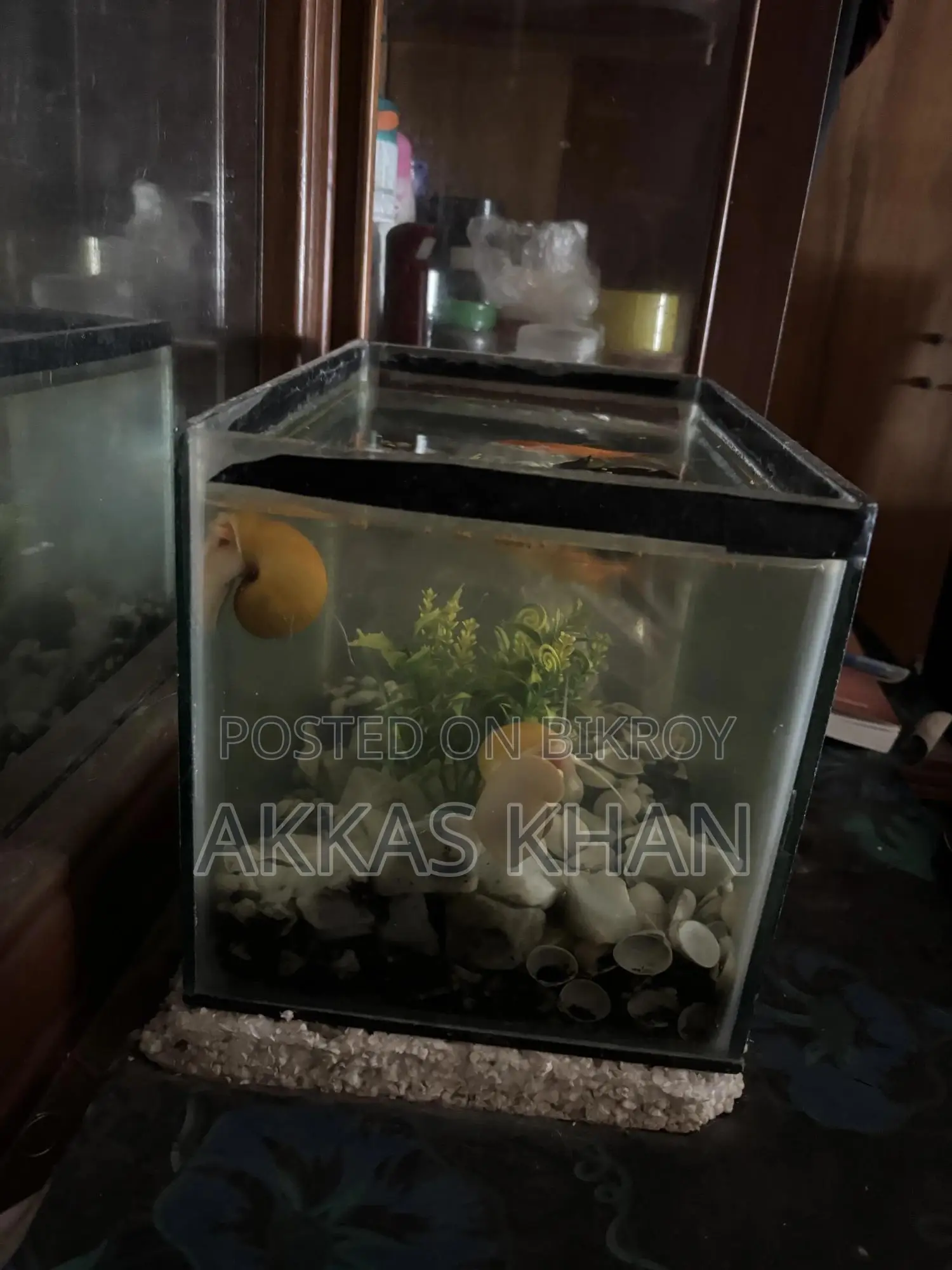 Mini Aquarium