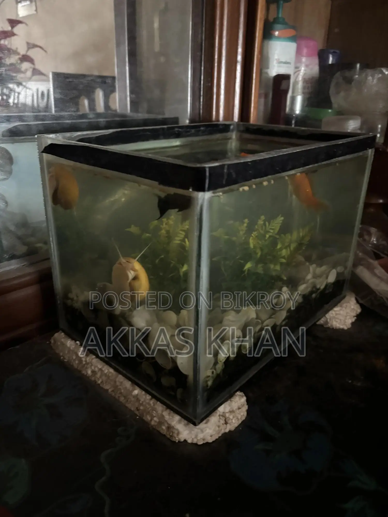 Mini Aquarium