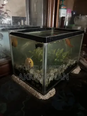 Mini Aquarium