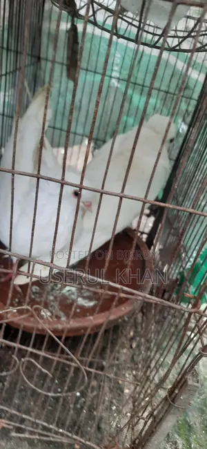 Mumbai Pigeons