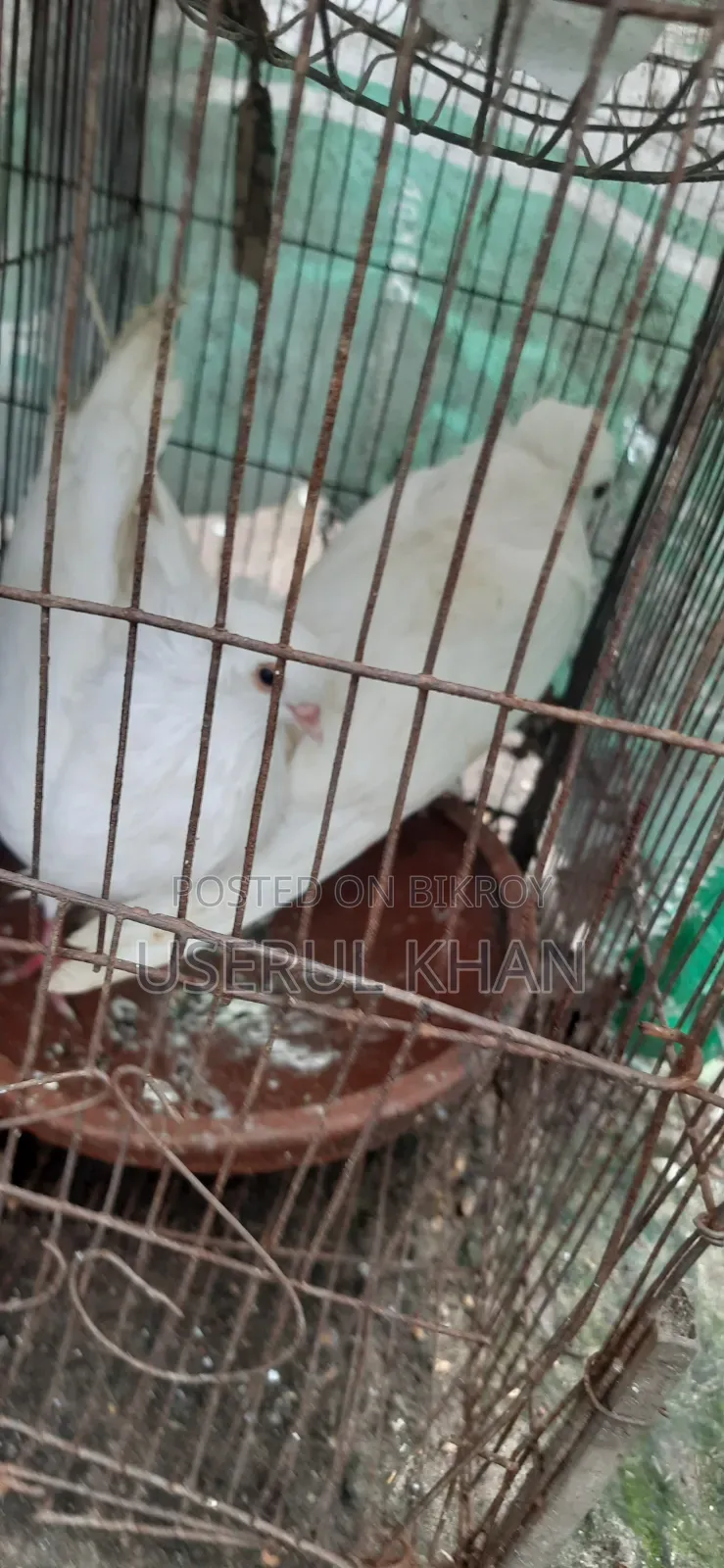 Mumbai Pigeons