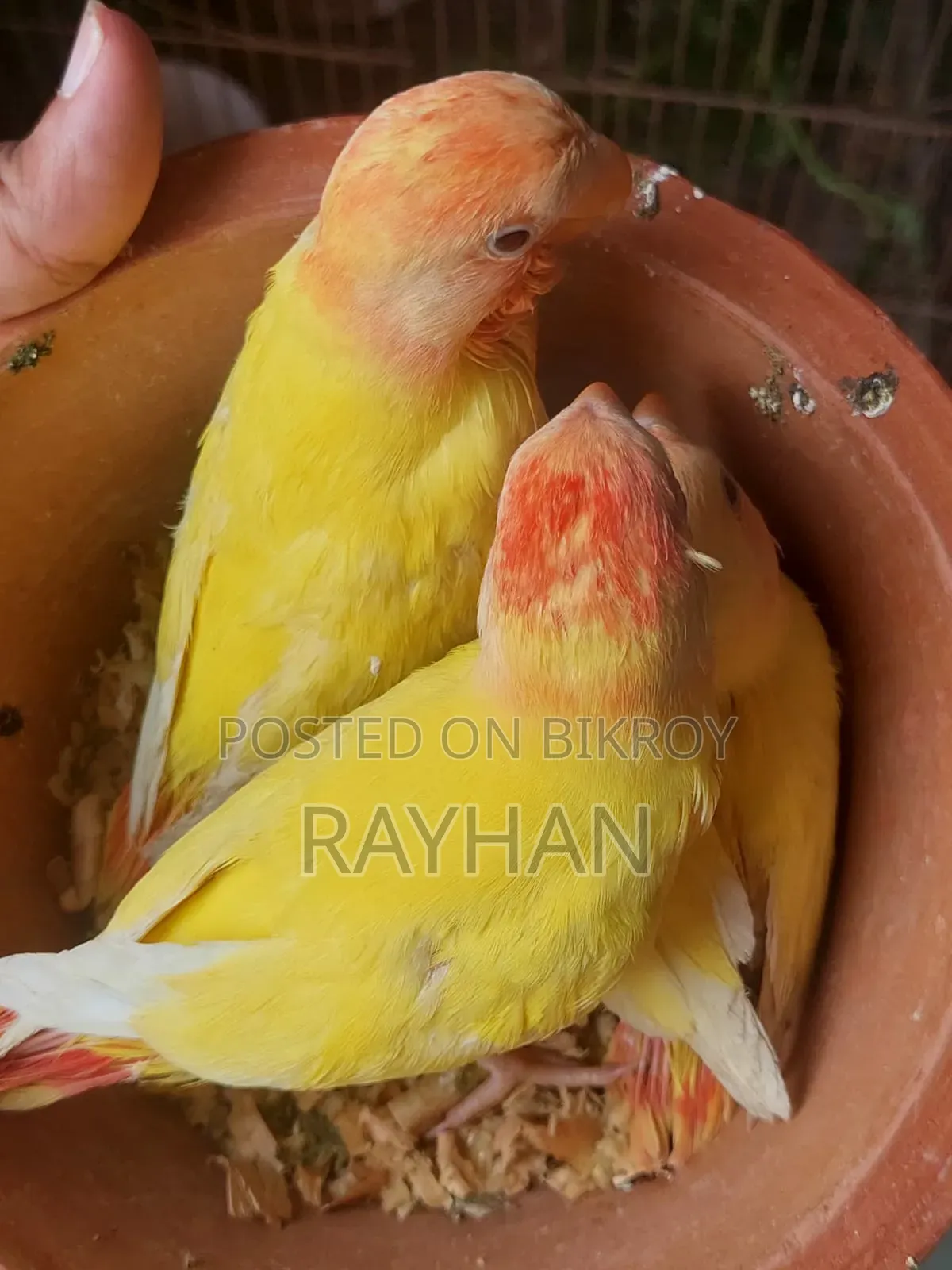 Lovebirds Tame Size