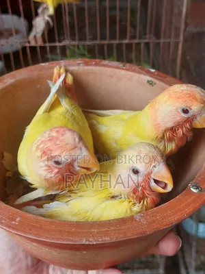 Lovebirds Tame Size