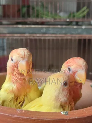 Lovebirds Tame Size