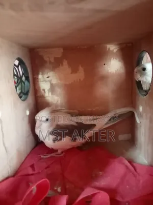 ককটেল পাখি