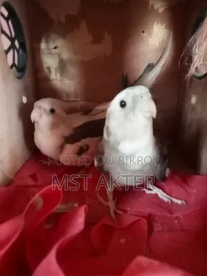 ককটেল পাখি