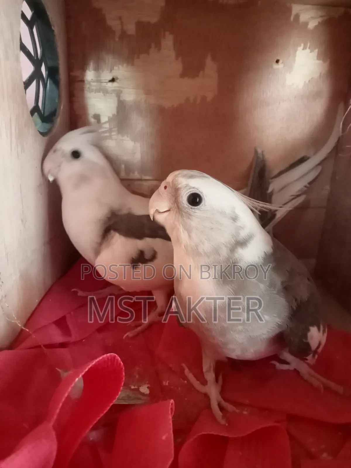 ককটেল পাখি