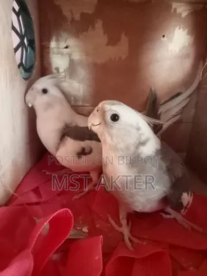 ককটেল পাখি