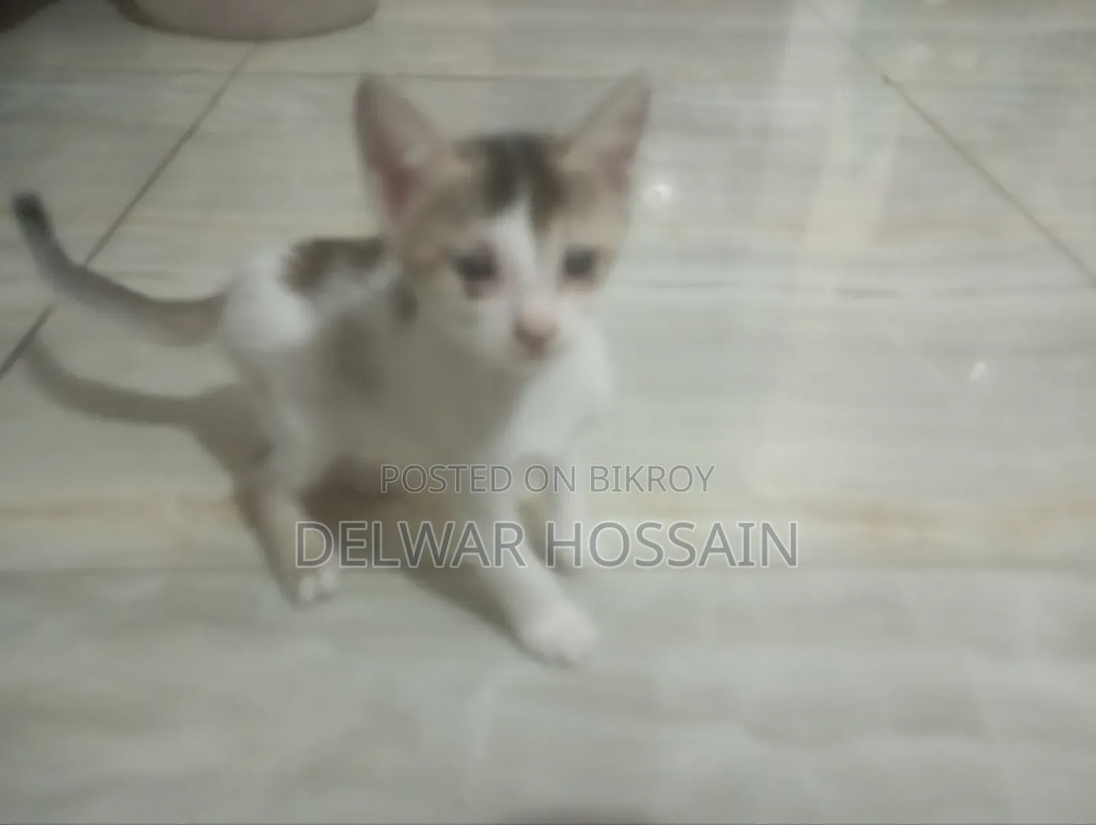 0-1 Month Female Mixed Breed Bengal