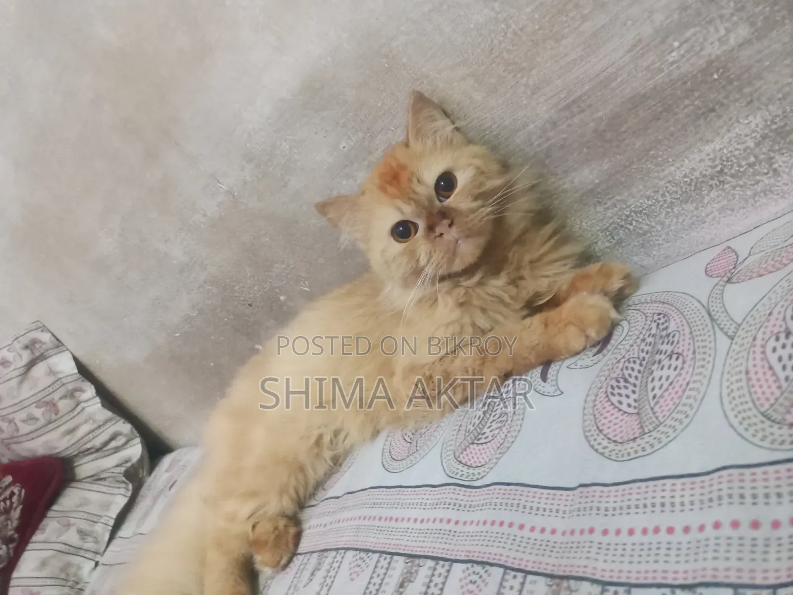 6-12 Months Male Purebred Persian