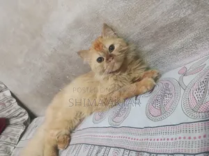 6-12 Months Male Purebred Persian