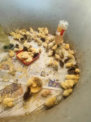 European Giant Coturnix Quail Chicks