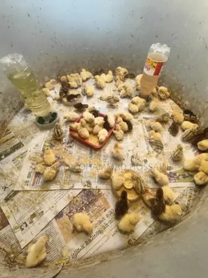 European Giant Coturnix Quail Chicks