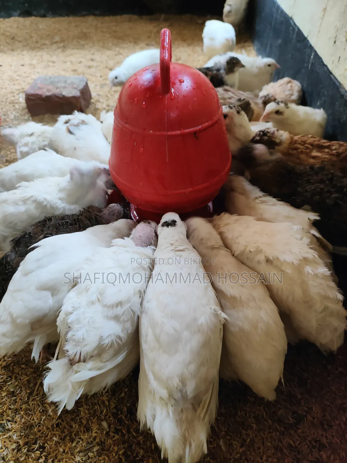 European Giant Coturnix Quail Chicks