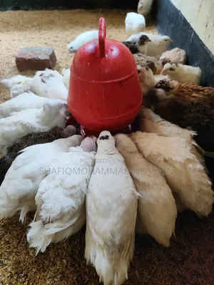 European Giant Coturnix Quail Chicks