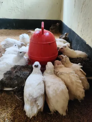 European Giant Coturnix Quail Chicks