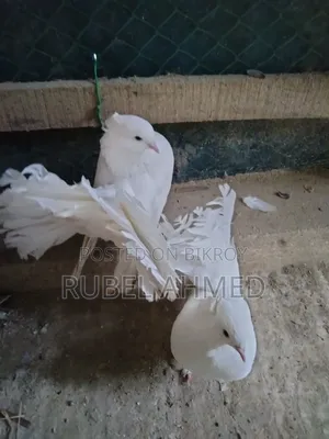 A pair of Lakha pigeons