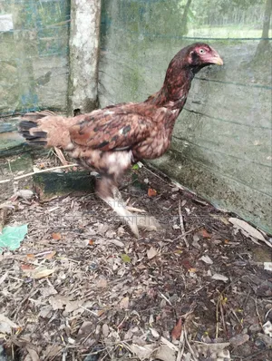 Sarali Chicken