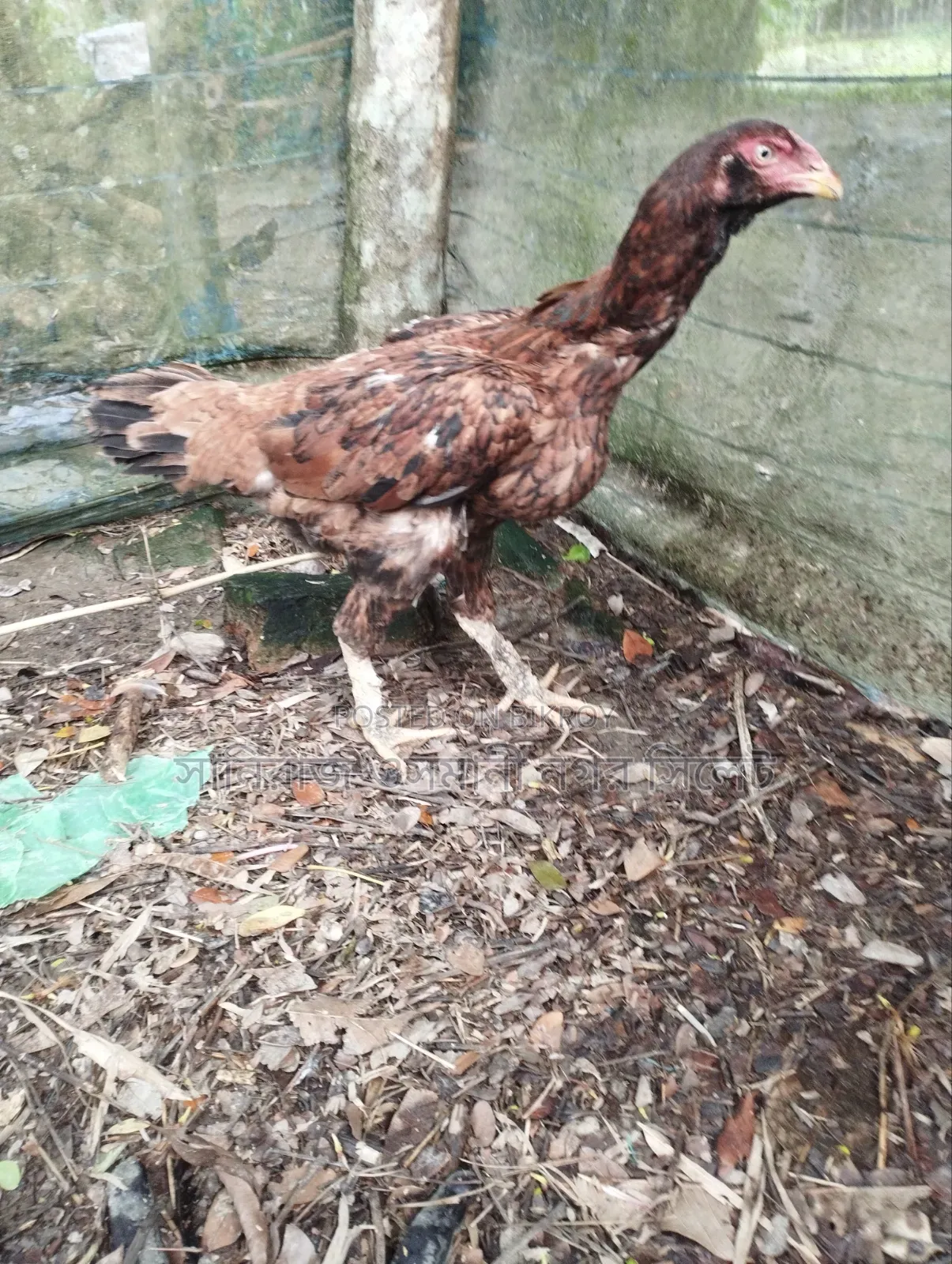 Sarali Chicken