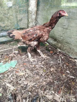 Sarali Chicken