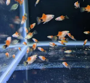 1 Pair Platy Fish
