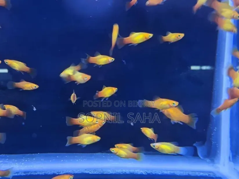 1 Pair Platy Fish