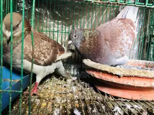 রেড চেকার কবুতর