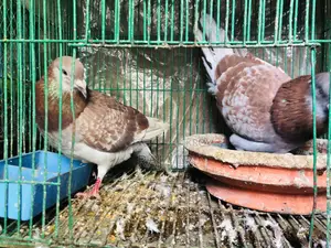 রেড চেকার কবুতর