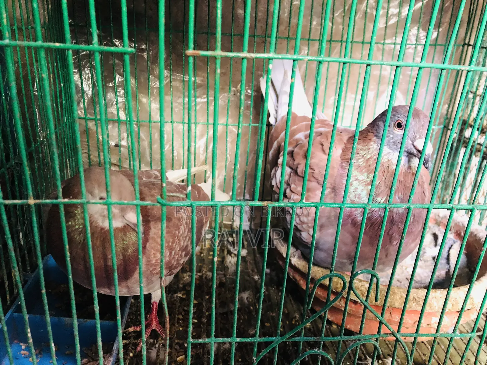 রেড চেকার কবুতর