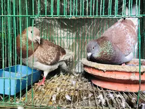 রেড চেকার কবুতর