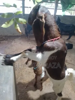 High-Quality Tota Pori Goat
