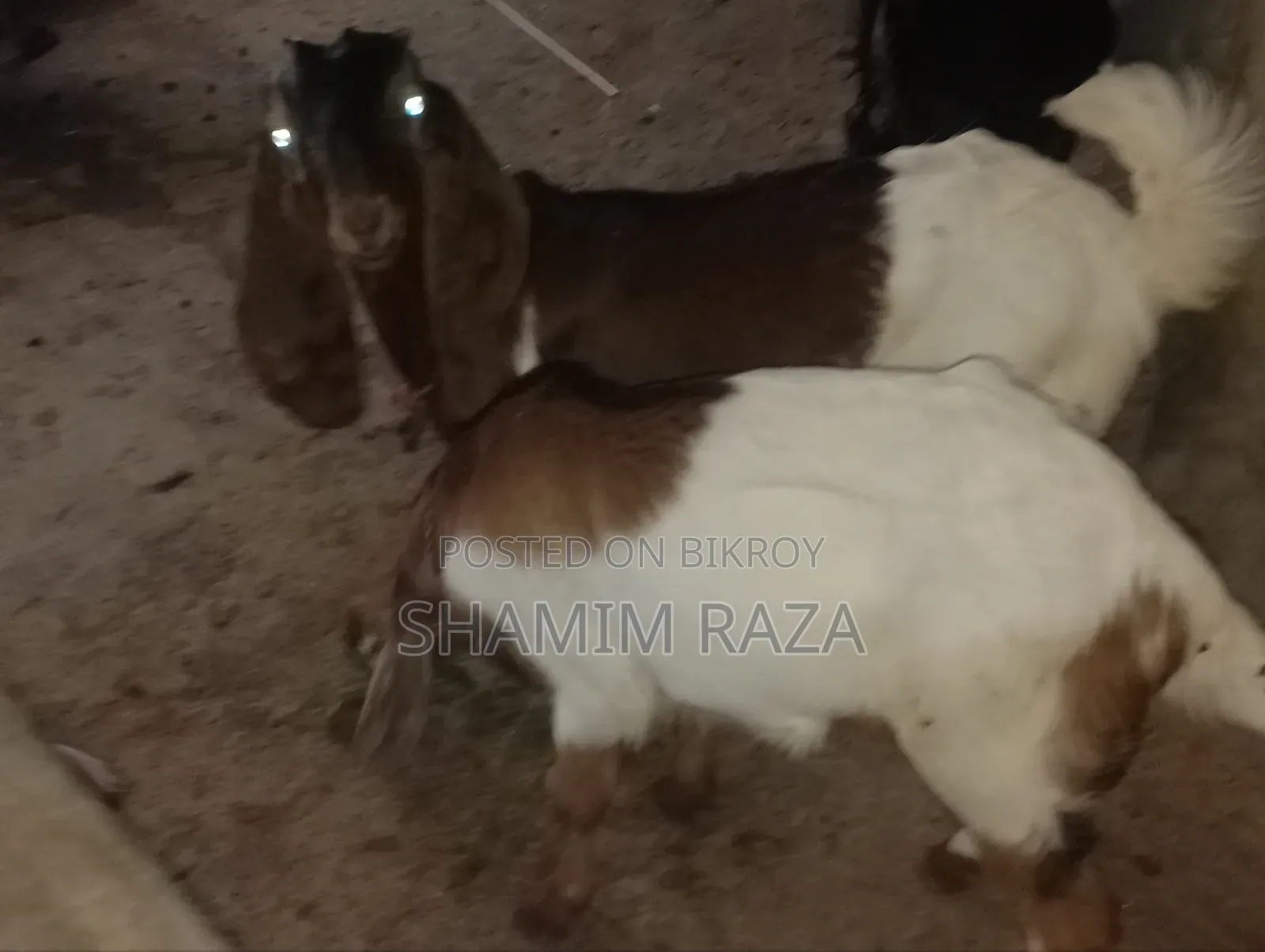 High-Quality Tota Pori Goat